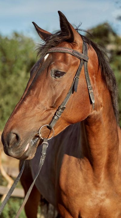 cavalo