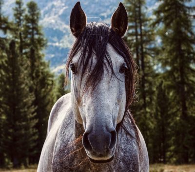 cavalo_02